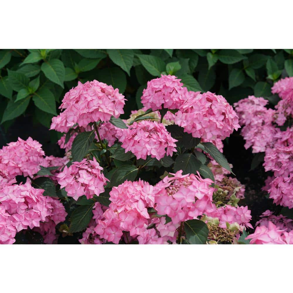 4.5 in. Qt. Let’s Dance Can Do Reblooming Hydrangea (Hydrangea Serrata) Live Plant, Purple Flowers - Hercitys