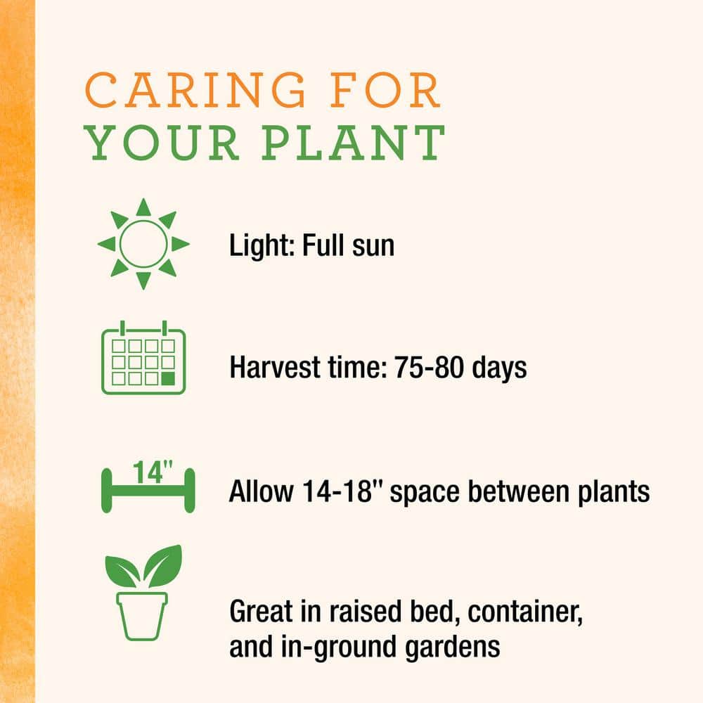 25 oz. Orange Snack Size Sweet Pepper Plant (2-Pack) - Hercitys