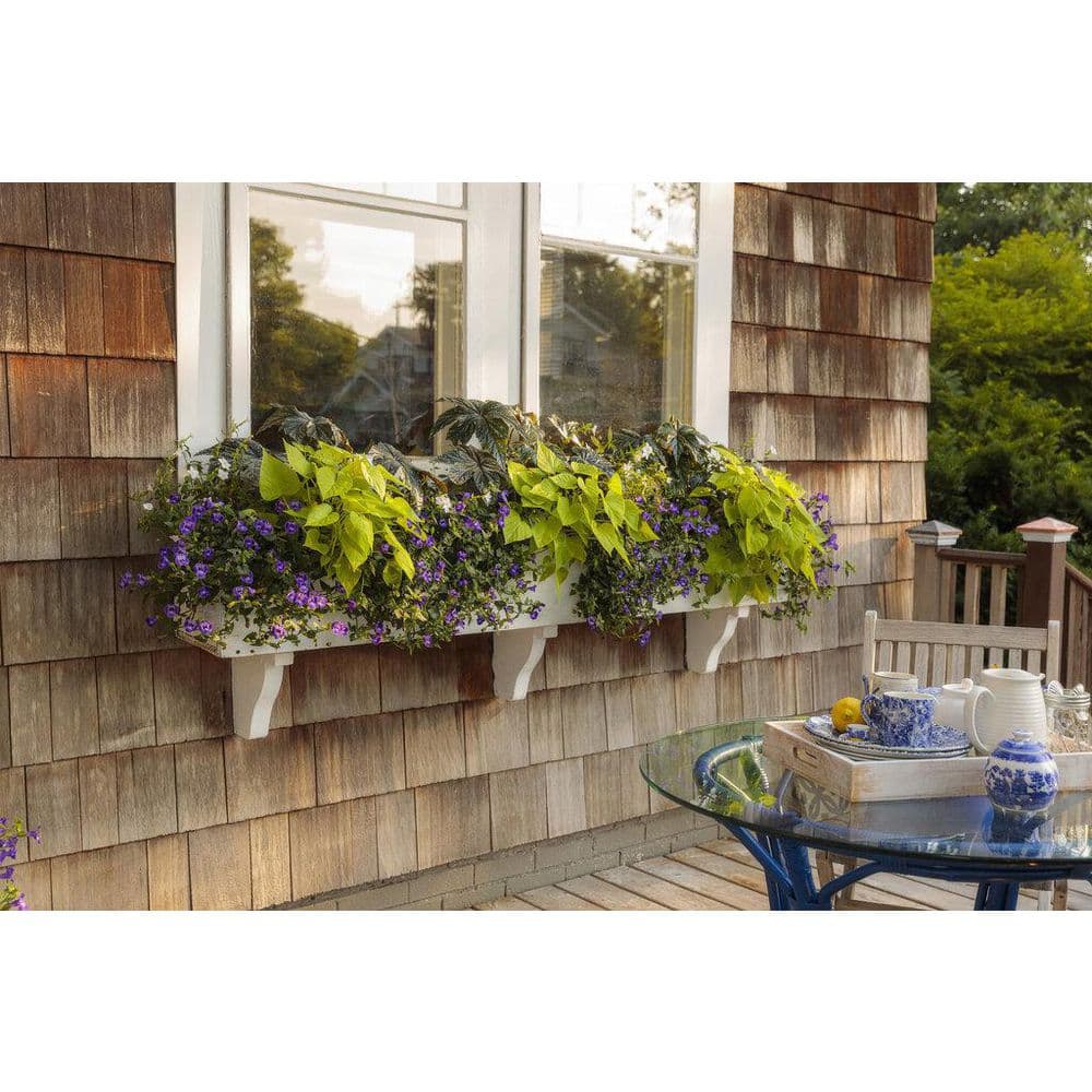 4.25 in. Eco+Grande Pegasus (Begonia) Live Plant, Green and Silver Foliage (4-Pack) - Hercitys