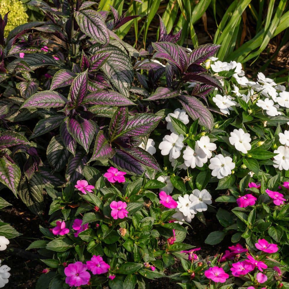 4.5 in. Qt. Persian Shield (Strobilanthes Dyerianus) Live Annual Plant with Purple Foliage - Hercitys
