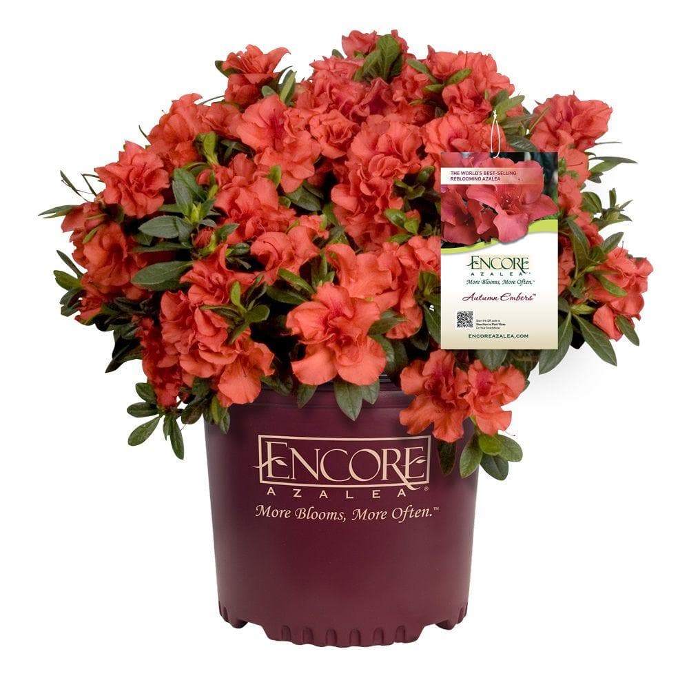 1 Gal. Autumn Embers Shrub with Red-Orange Reblooming Semi-Double Flowers - Hercitys