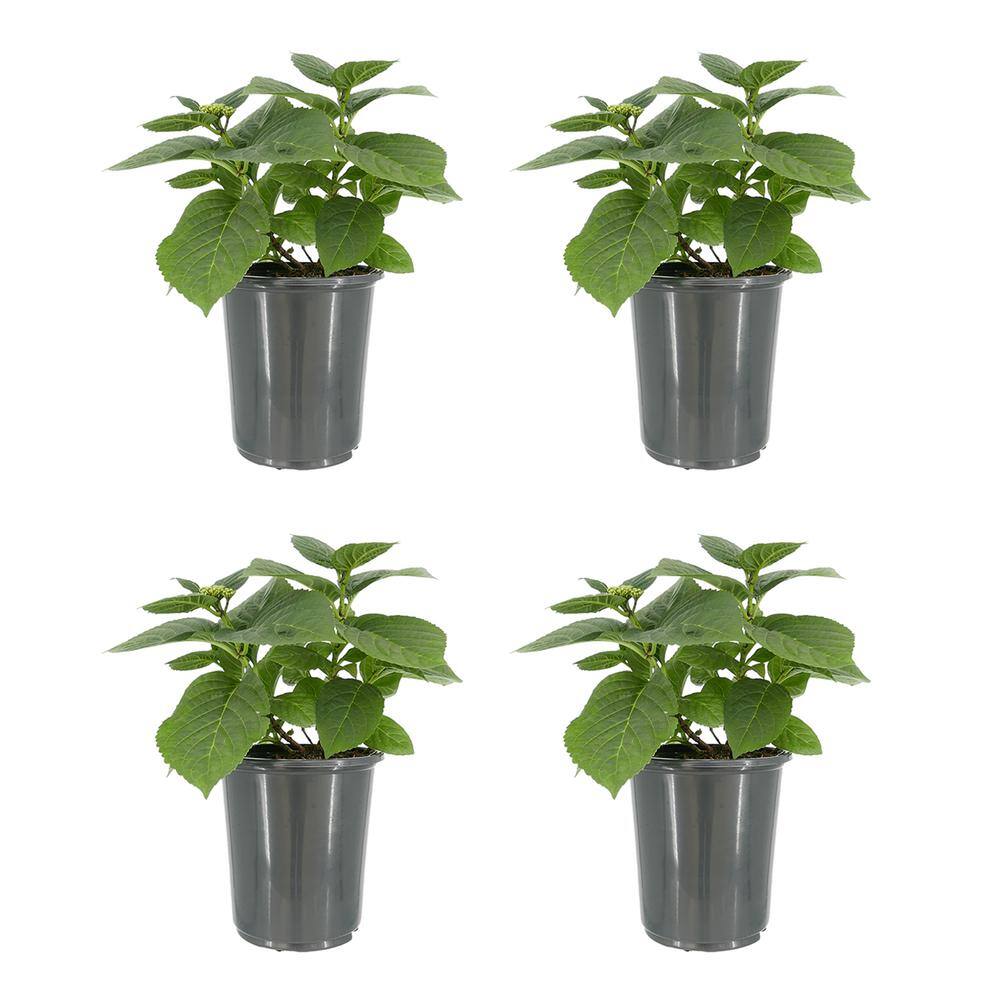 2.5 qt. Perennial Hydrangea macrophylla Blue (4-Pack) - Hercitys