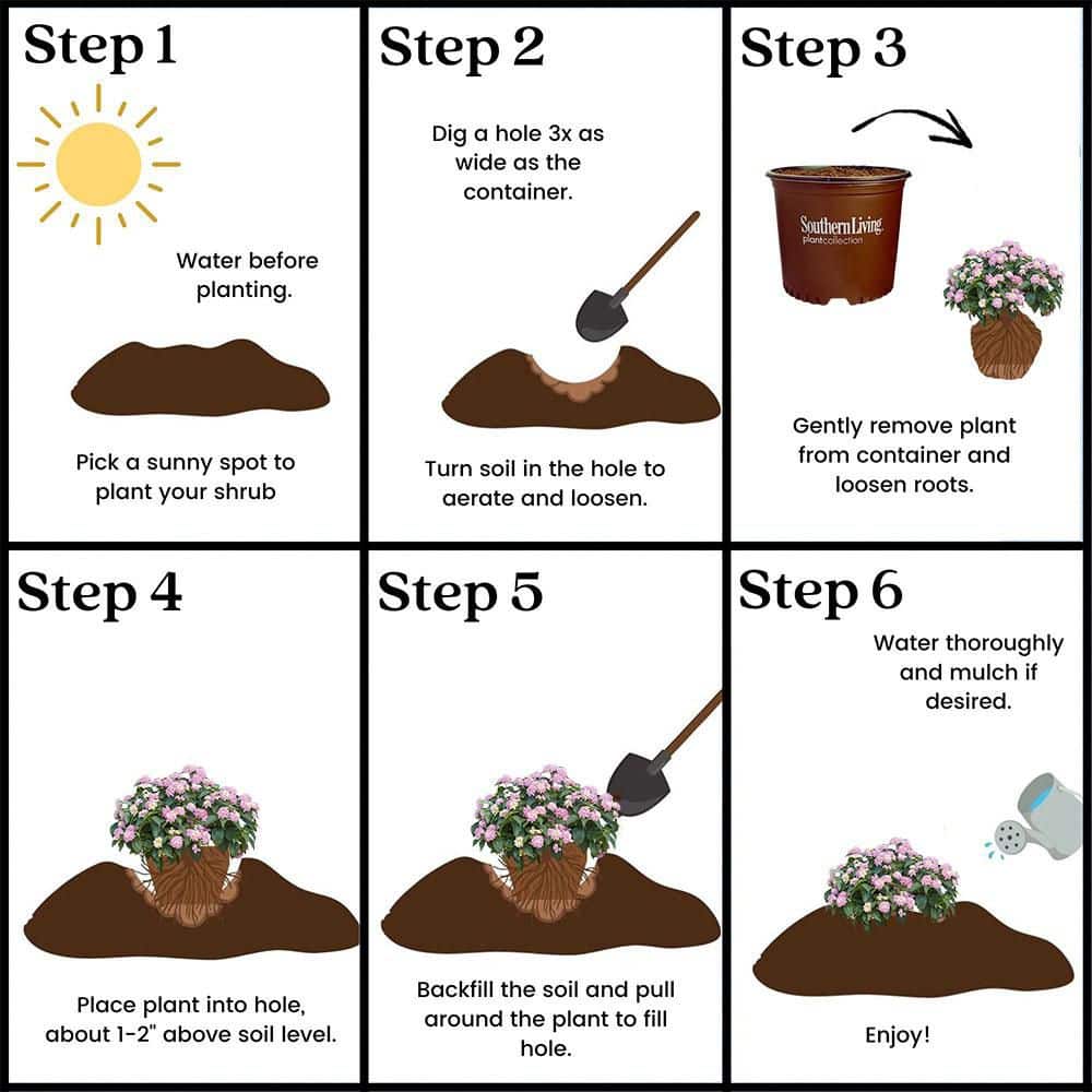 2.6 qt. Lavender Little Lucky Lantana Plant with Lavender, White and Yellow Blooms - Hercitys