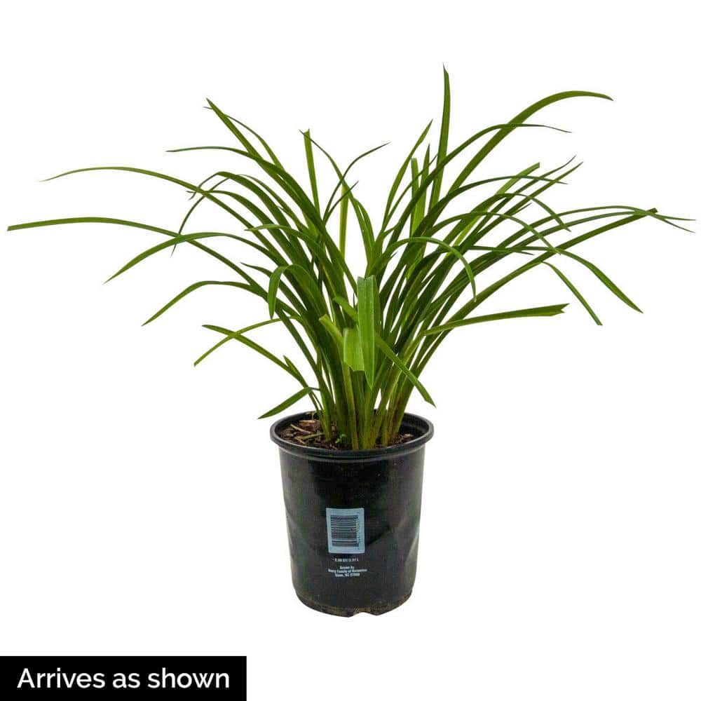 1 Gal. Pot, Early Snow Reblooming Daylily Flowering Potted Perennial Plant (1-Pack) - Hercitys