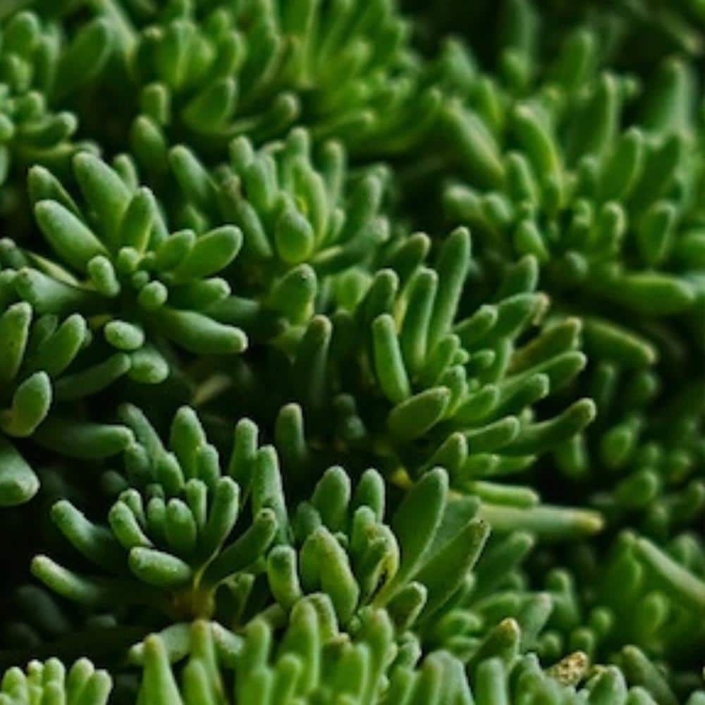 4 in. D x 3.5 in. H Non-Fragrant Sedum Blue Carpet with Pink Flowers (5-Pack) - Hercitys