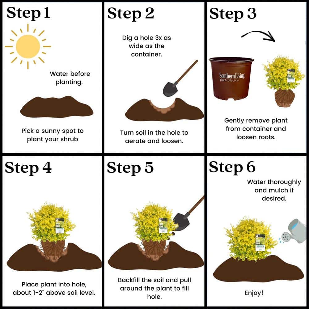 2 Gal. Sunshine Ligustrum Privet Shrub with Golden-Yellow Foliage - Hercitys