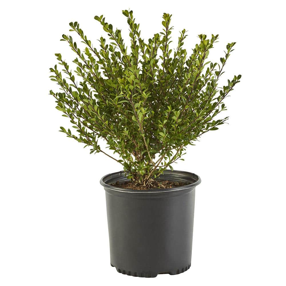 2.25 Gal. Compacta Holly (Illex) Evergreen Shrub - Hercitys