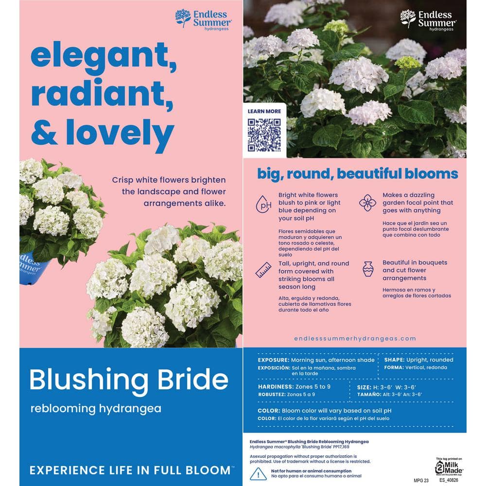 3 Gal. Blushing Bride Reblooming Hydrangea Flowering Shrub, White to Blush Pink Flowers - Hercitys