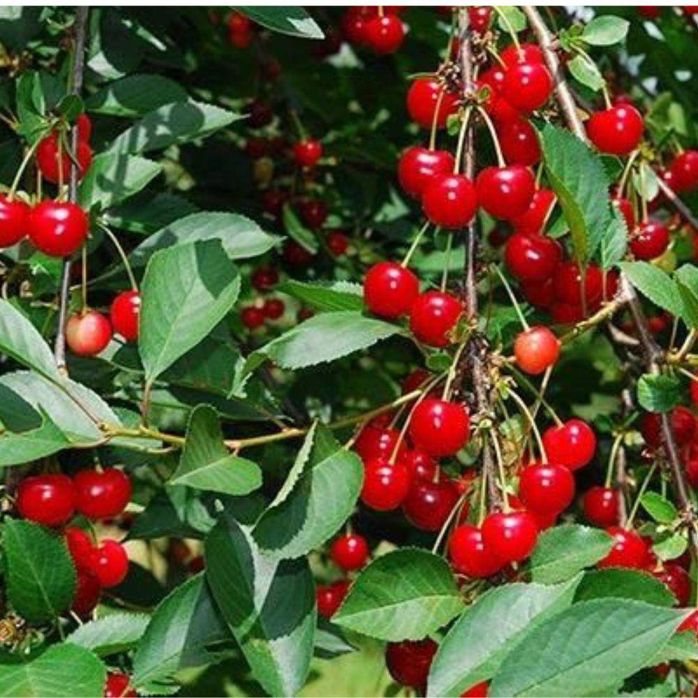 5 gal. Lapins Cherry Tree - Hercitys