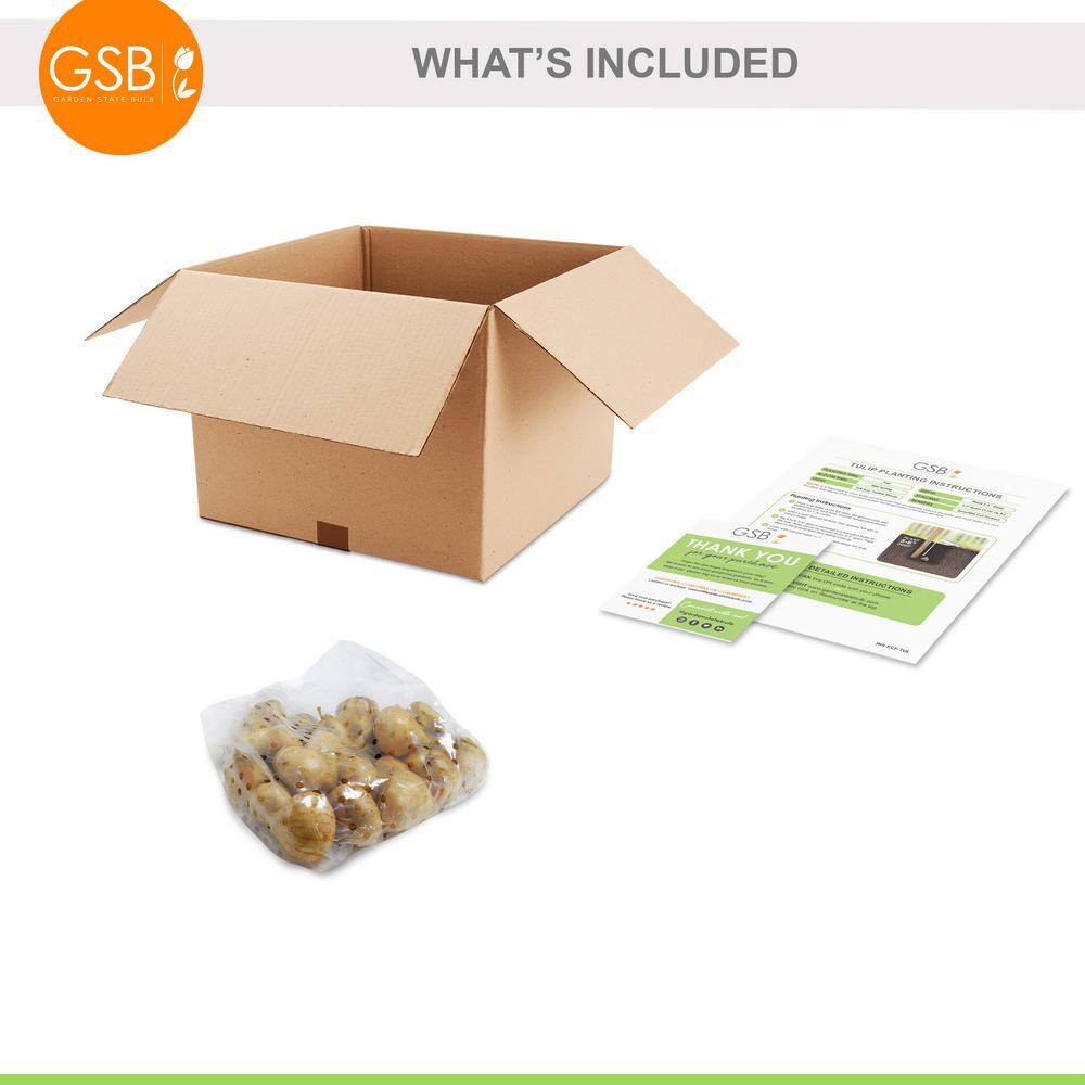 12/+ cm, Candy Cane Mix Triumph Tulip Flower Bulbs (Bag of 25) - Hercitys