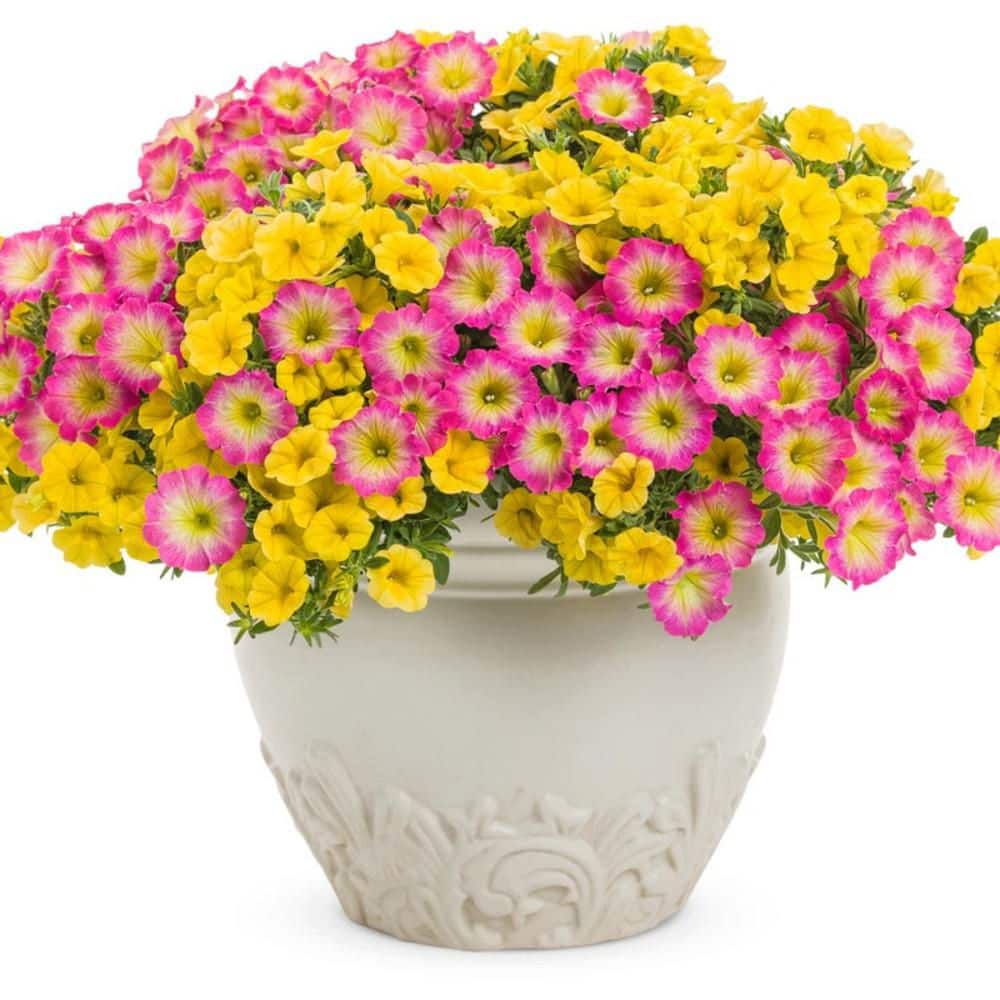4.25 in. Eco+ Grande Supertunia Daybreak Charm (Petunia Hybrid) Live Annual Plant with Pink Flowers 4-Pack - Hercitys