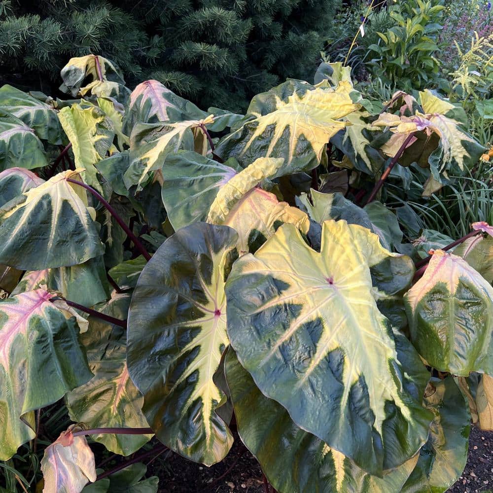 3.5 in. Colocasia Waikiki Royal Hawaiian Elephant Ear Perennial Plant (3-Pack) - Hercitys