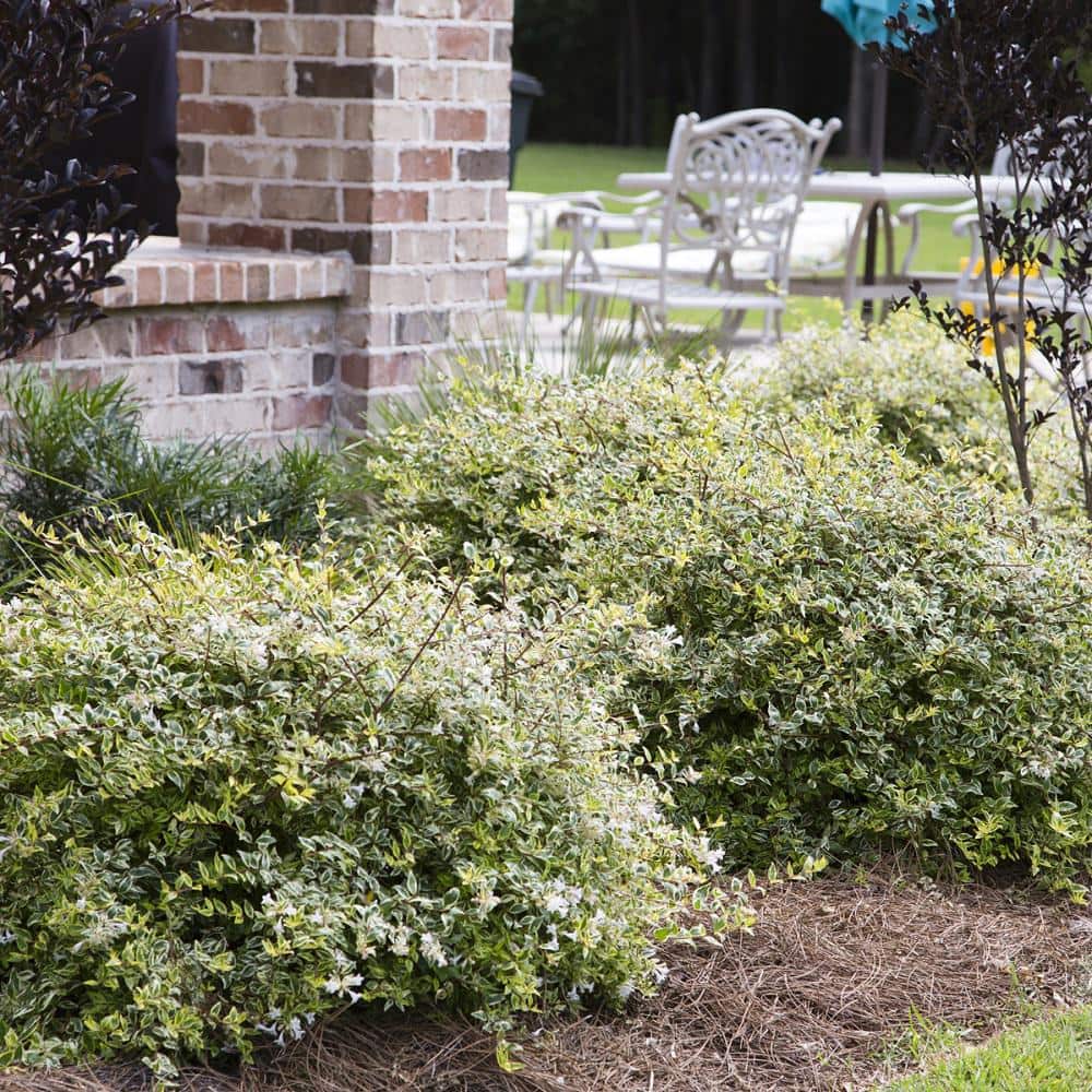 2.5 Qt. Miss Lemon Abelia With Light Pink Flowers, Live Semi-Evergreen Shrub Plant - Hercitys