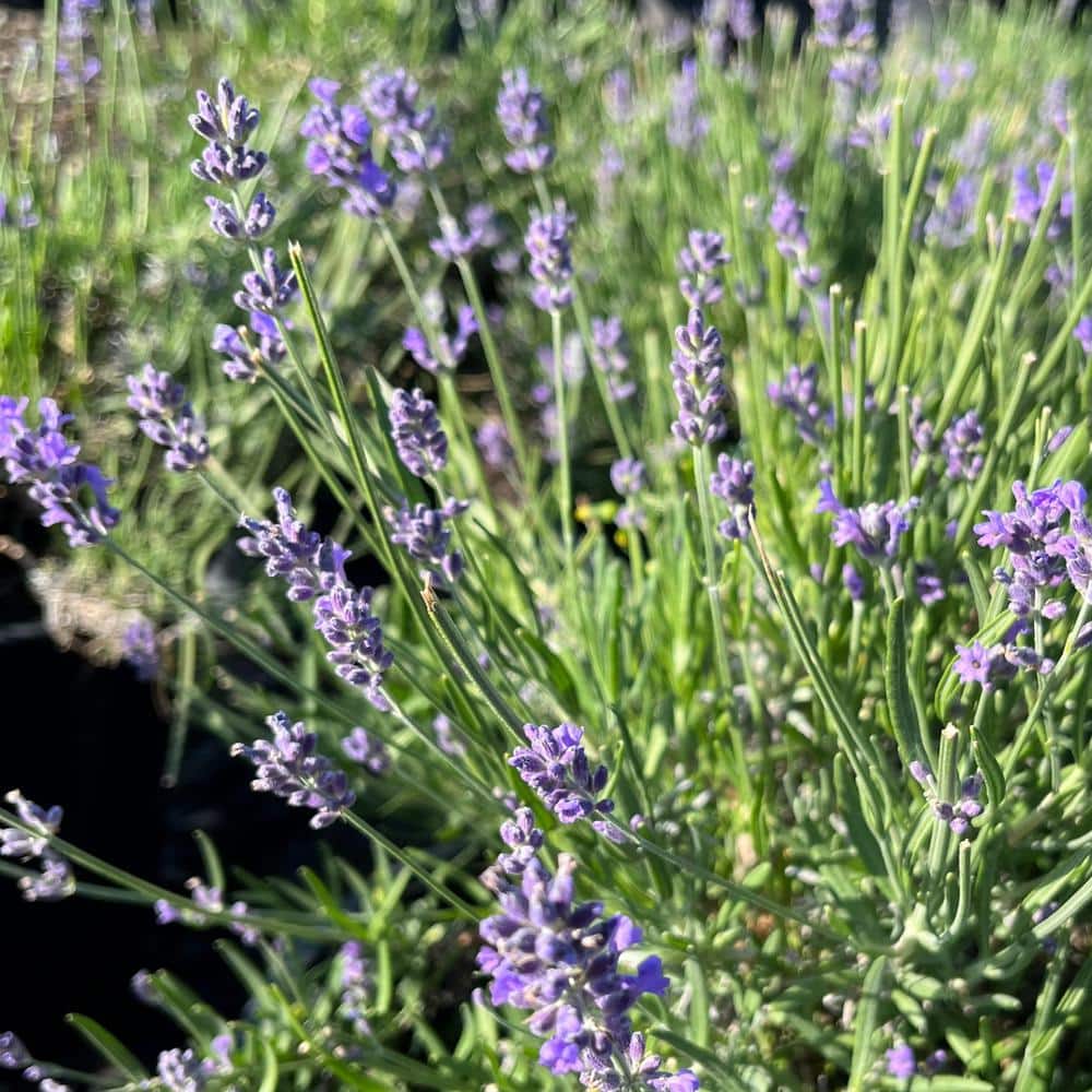 #5 container ‘Vera’ English Lavender Plant - Hercitys