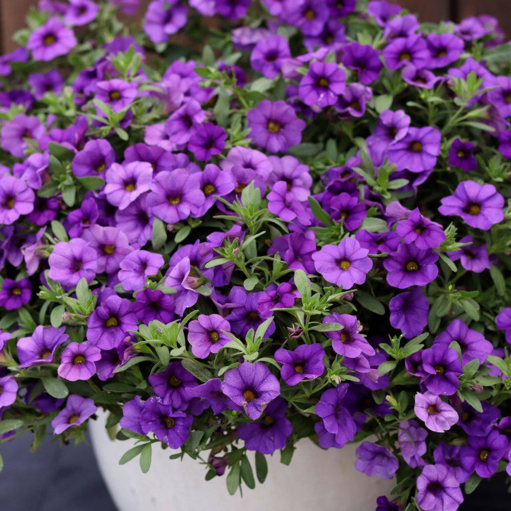 4.25 in. Eco+ Grande Superbells Blue (Calibrachoa hybrid) Live Annual Plant with Blue Flowers 4-Pack - Hercitys