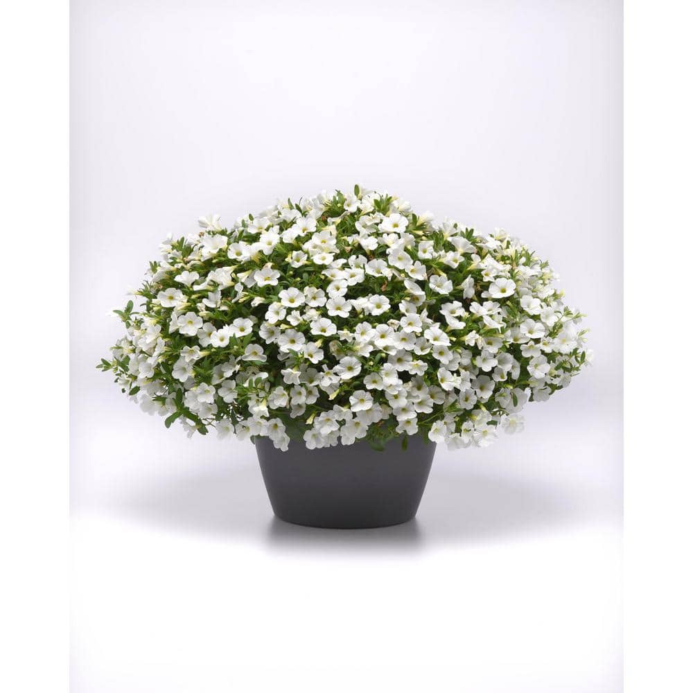 1.38 Pt. Petunia Limbo Gp White Flower in Grower’s Pot (4-Pack) - Hercitys