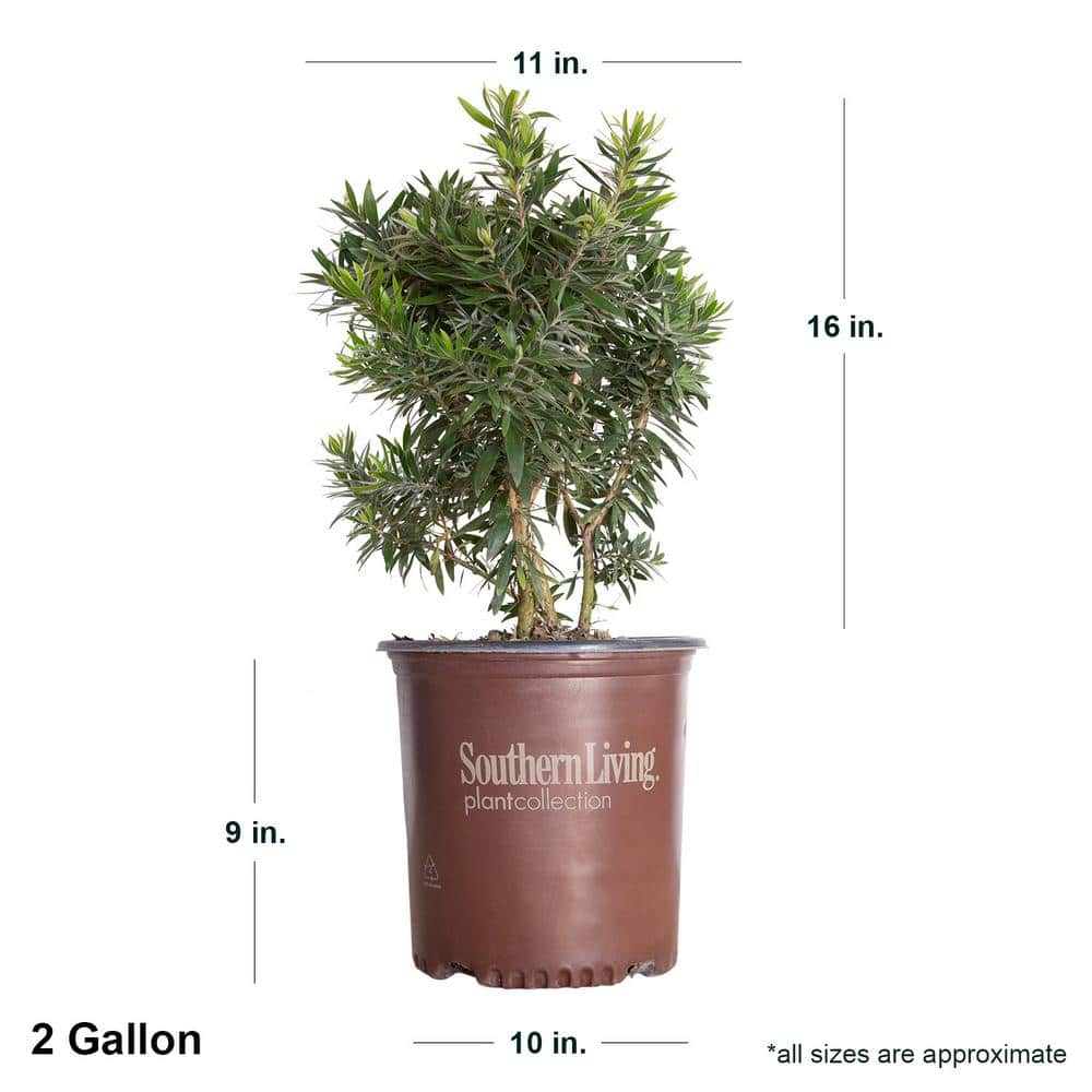 2 Gal. Light Show Bottlebrush Dwarf Plant with Red Flowers - Hercitys