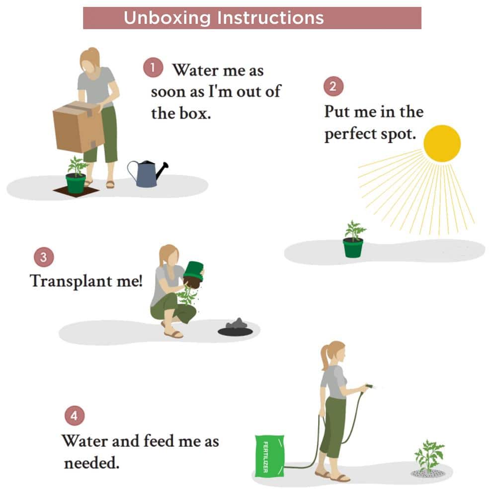 2.25 Gal. White Blooms Frostproof Gardenia Plant - Hercitys