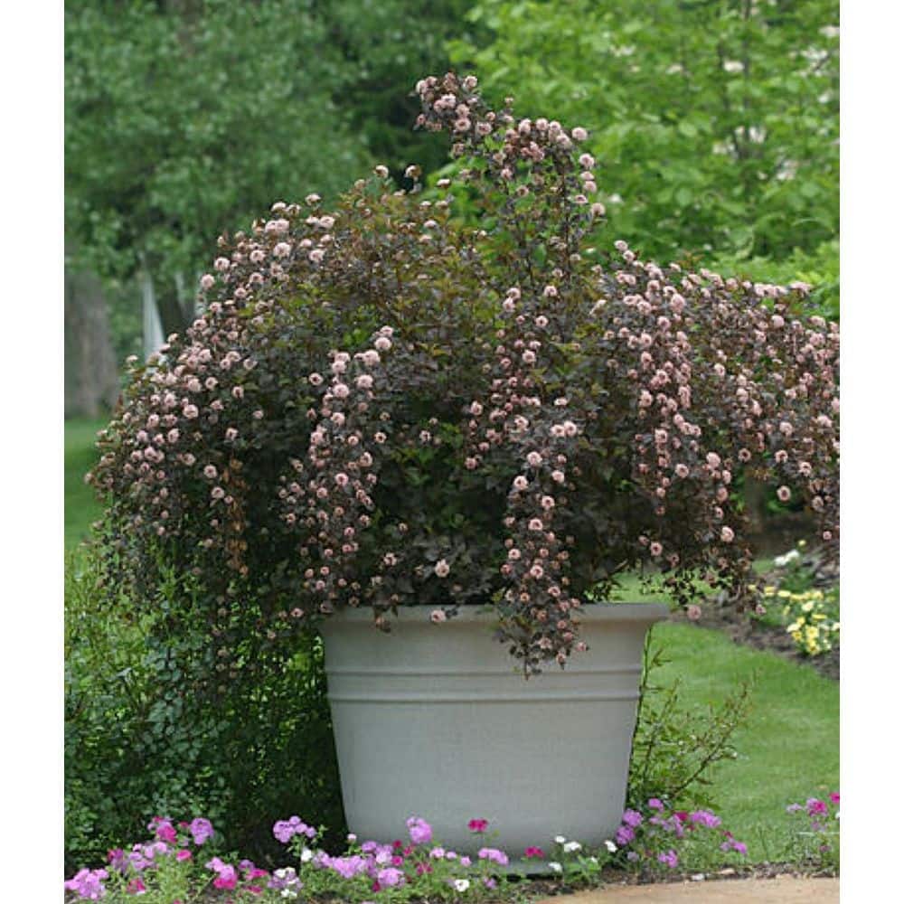 2.0 Gallon Summer Wine Ninebark (Physocarpus Opulifolius ‘Summer Wine’) Shrub with White Flowers 1-Each - Hercitys