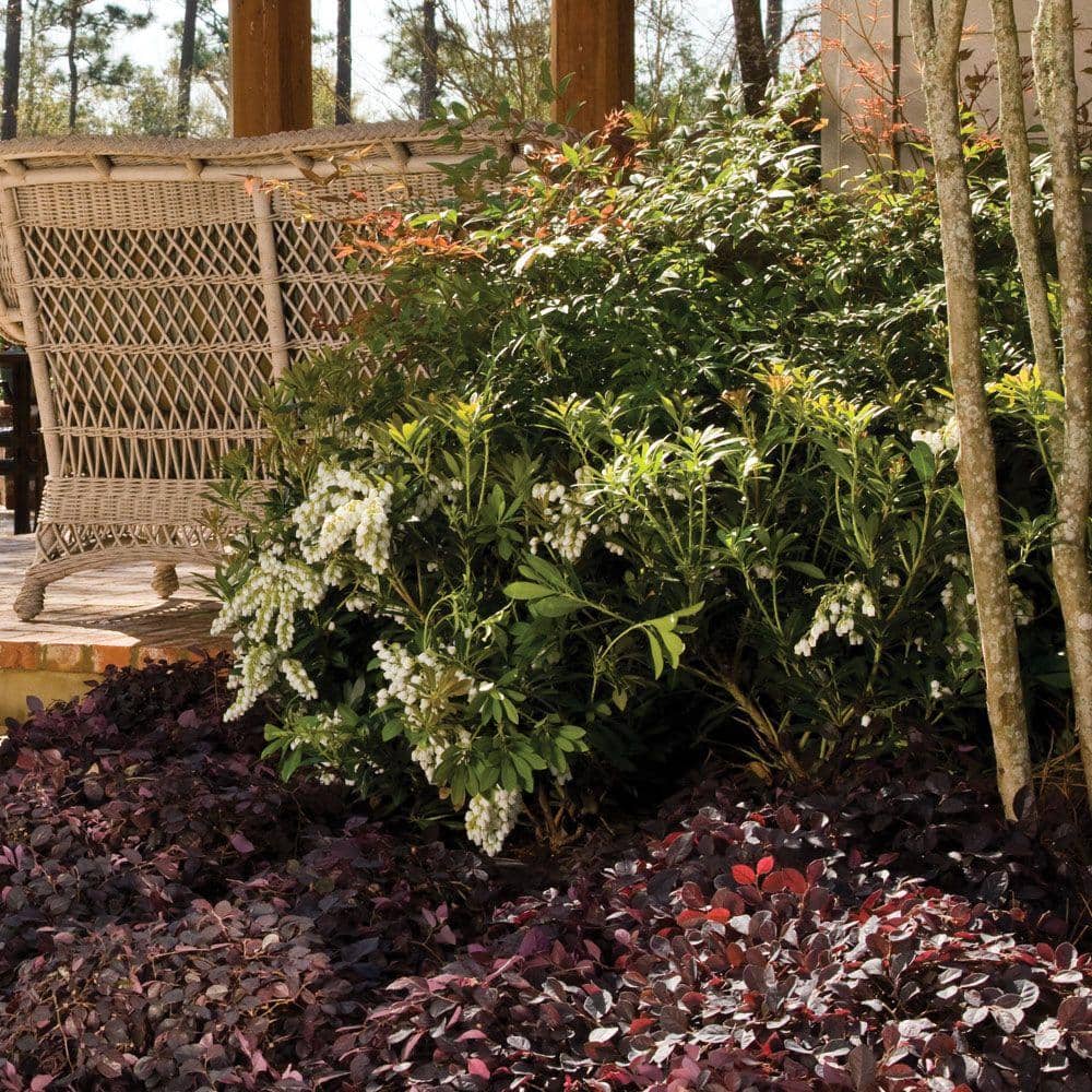 2 Gal. Mountain Snow Pieris, Evergreen Shrub, Clusters of Small Bell-shaped White Blooms - Hercitys