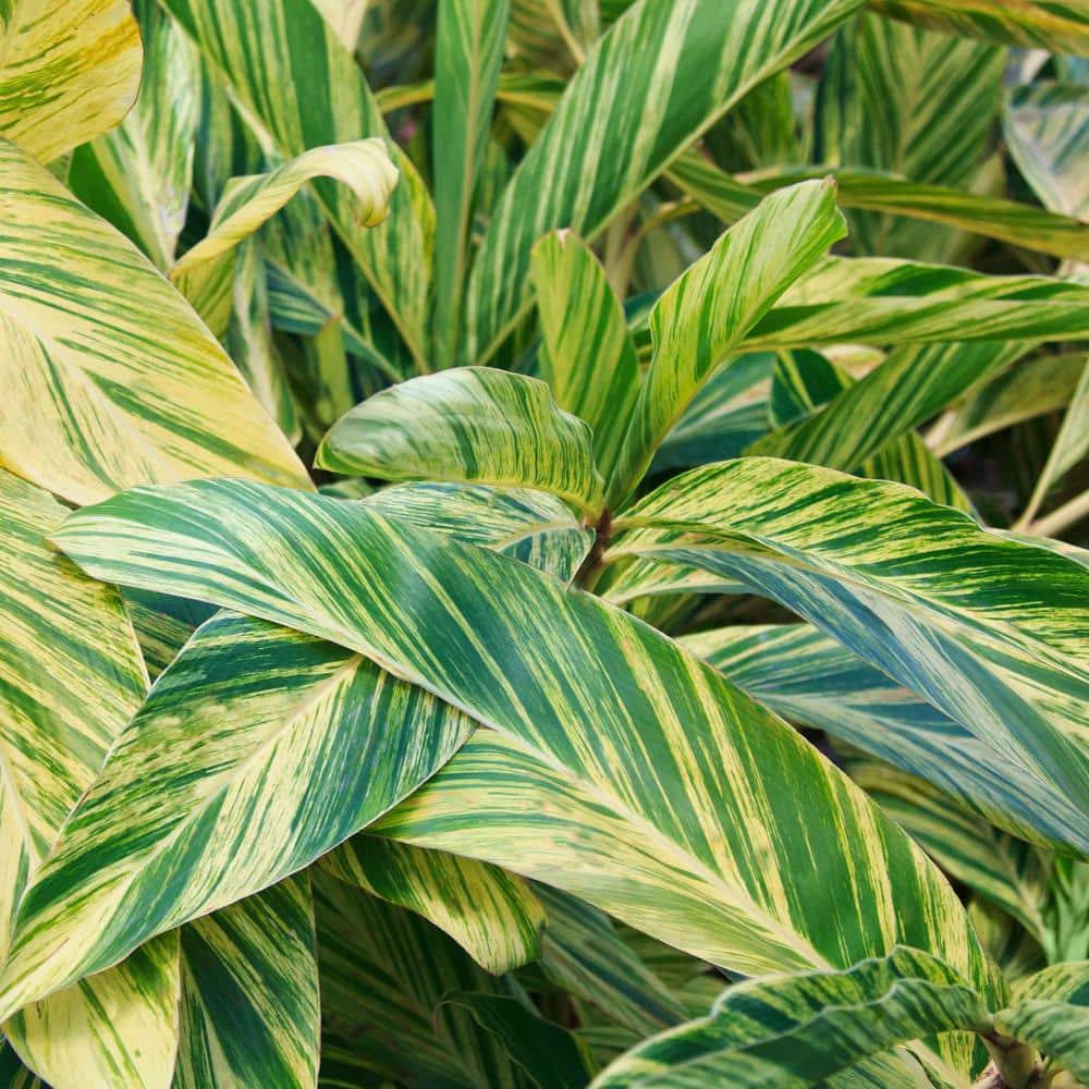 3.5 in. Alpinia Variegated Ginger Perennial Plant with Yellow Flowers (3-Pack) - Hercitys