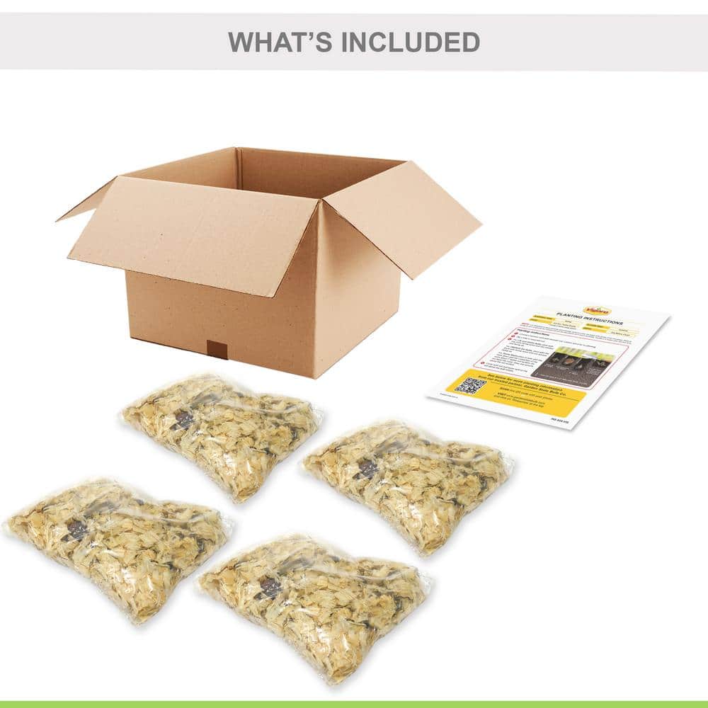 14 cm/16 cm, Nightrider Turkish Asiatic Lily Flower Bulbs (Bag of 8) - Hercitys