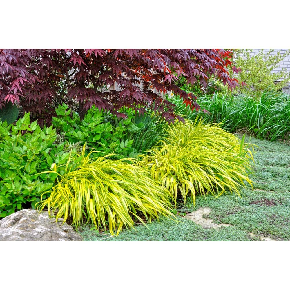 1 Gal. Wooly Thyme Creeping Thyme (Thymus Pseudolanuginos) Live Flowering Full Sun Perennial Groundcover Plant - Hercitys