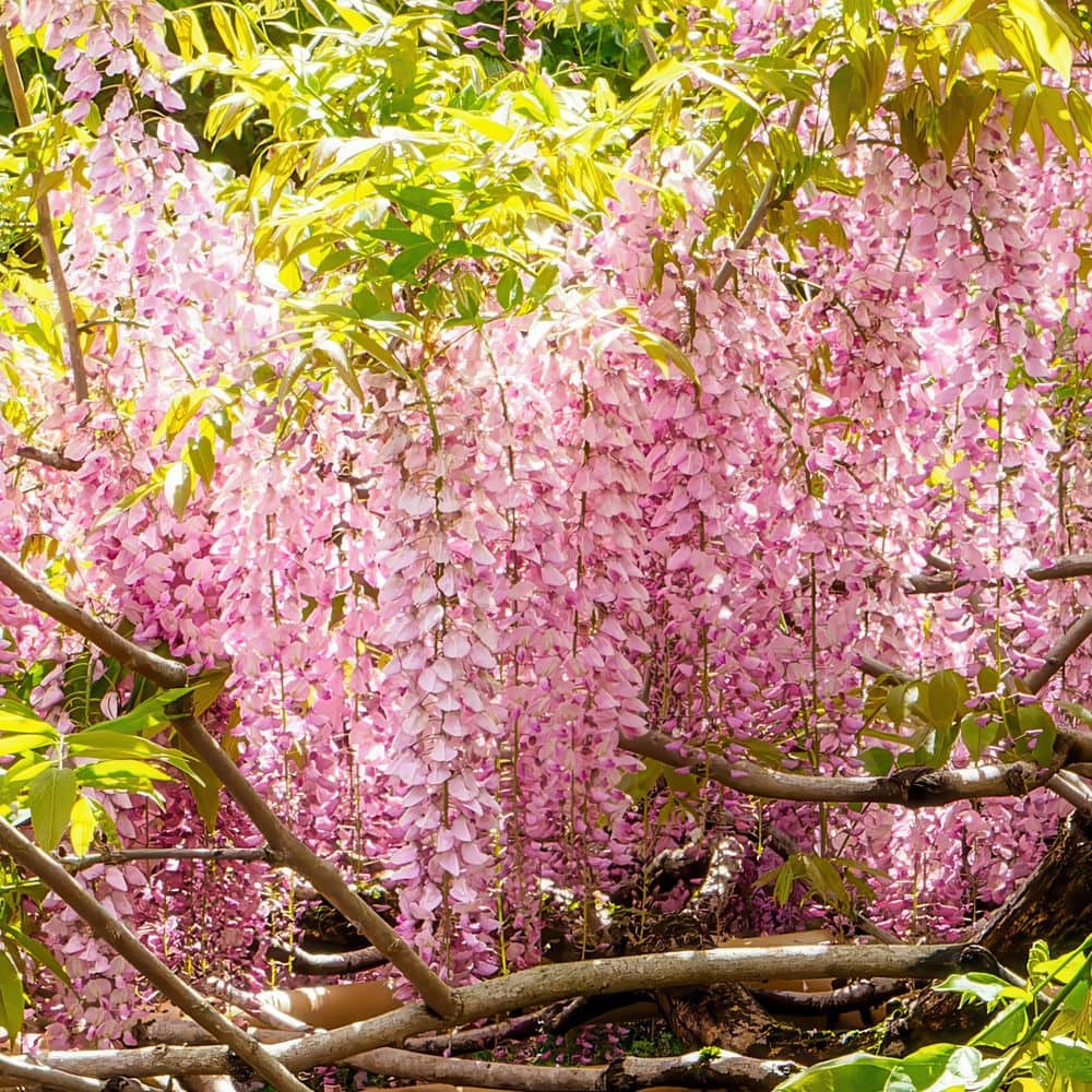 1 gal. Pink Wisteria Plant with Pink Flowers - Hercitys