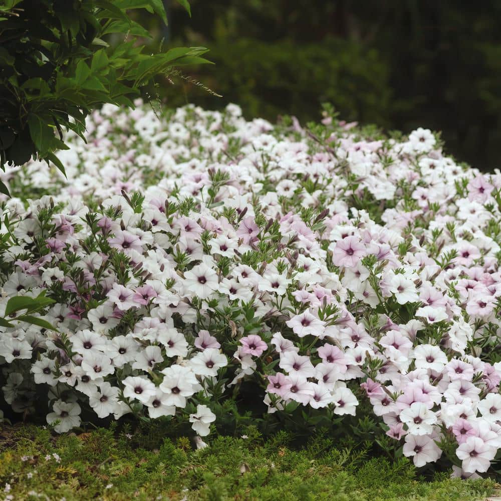 4 in. Silver Tidal Wave Petunia Annual Plant with Silver-White Flowers (3-Pack) - Hercitys