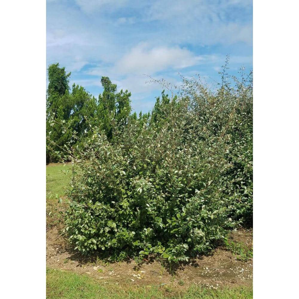 2.5 Gal – Elaeagnus x Ebbingei With Fragrant Discreet Blooms, Live Evergreen Shrub - Hercitys