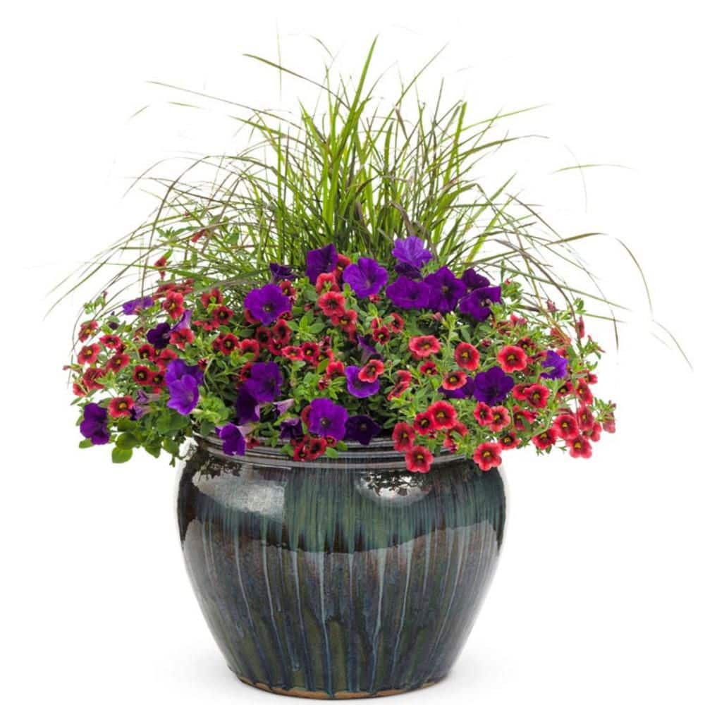 4.25 in. Eco+ Grande Superbells Pomegranate Punch Calibrachoa (hybrid) Live Annual Plant with Red Flowers 4-Pack - Hercitys