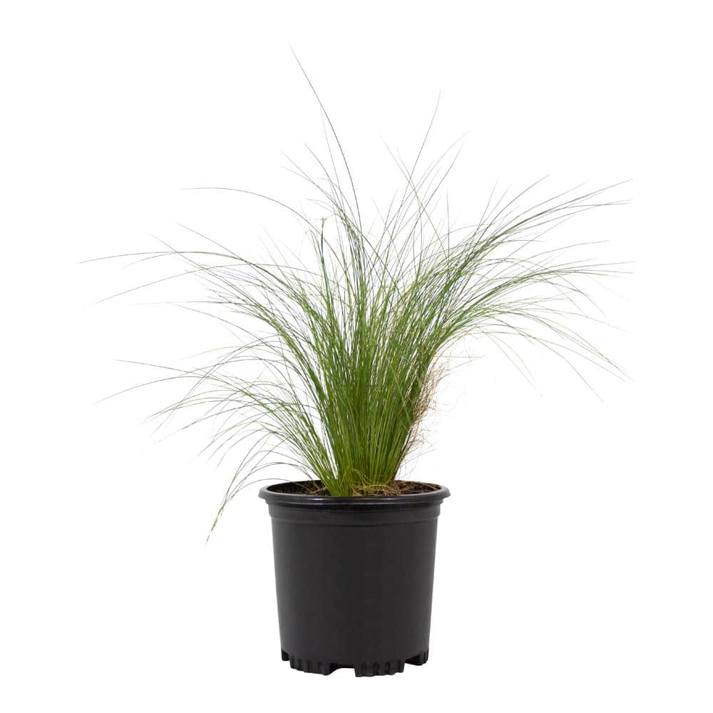 2 QT. Ornamental Nasella Mexican Feather Grass Garden Perennial Shrub Plant in Grower Pot - Hercitys