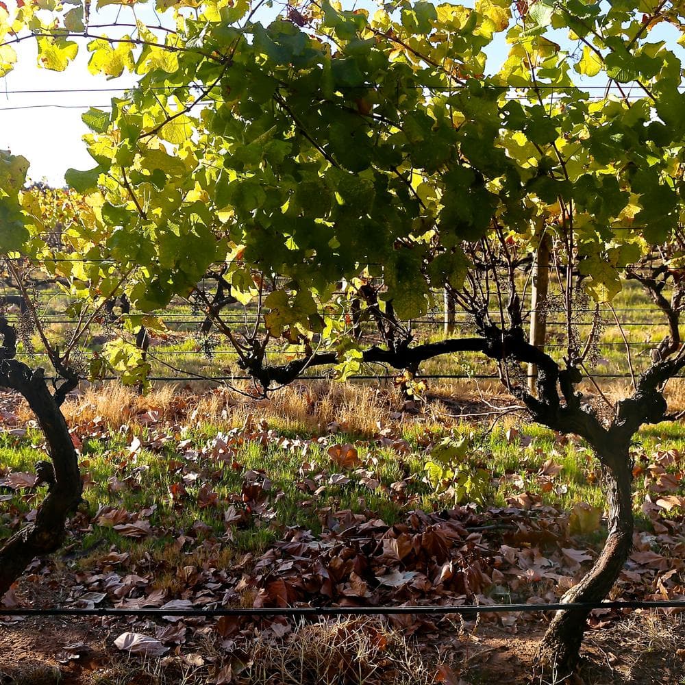 #2 Container Thompson Seedless Grape Vine Plant - Hercitys