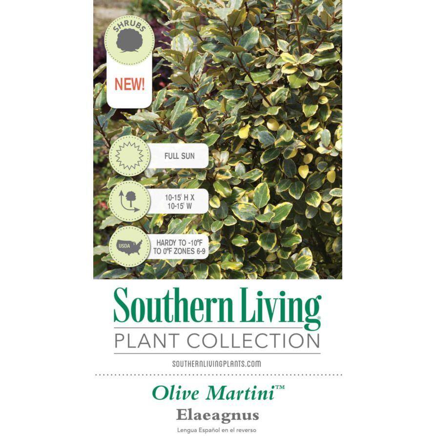 2 Gal. Olive Martini Elaeagnus, Live Evergreen Shrub, Variegated Gold and Green Foliage - Hercitys