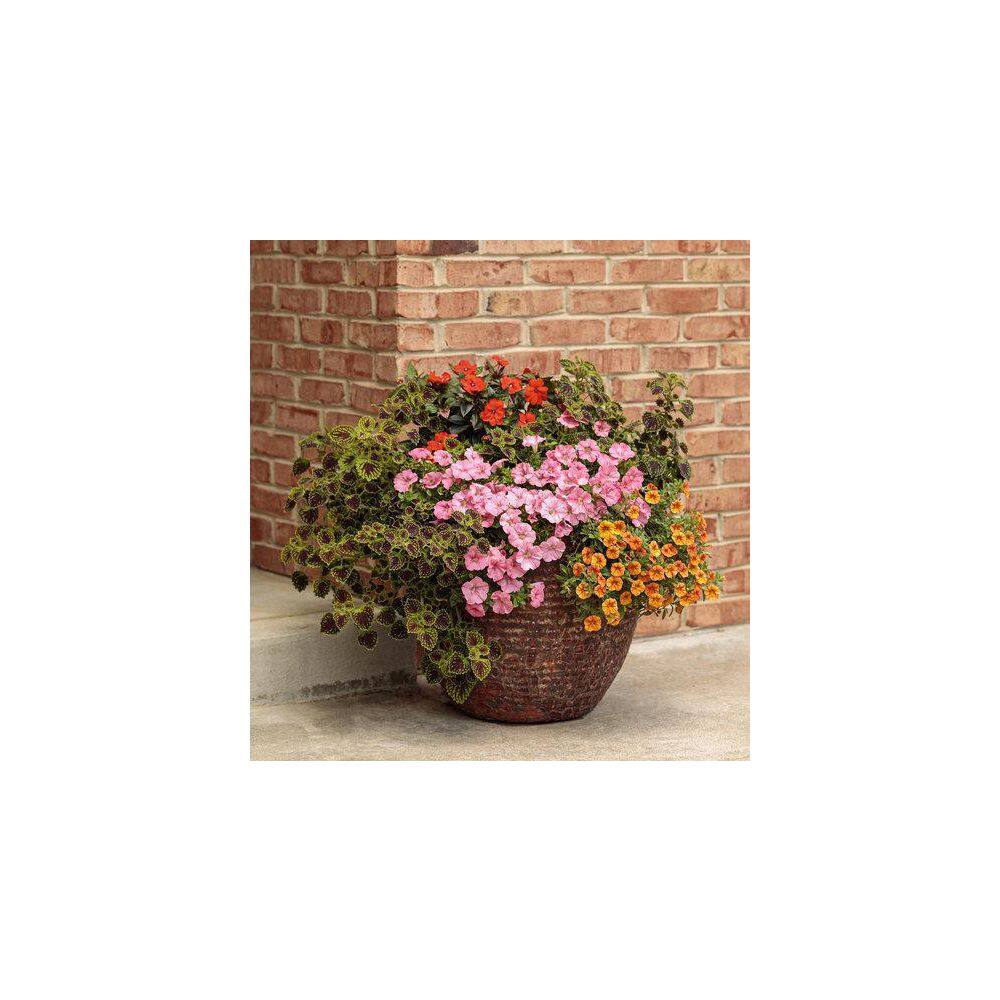 4.25 in. Eco+Grande Proven Selections Chocolate Drop Coleus (Solenostemon) Live Plant, Green and Crimson Foliage 4-Pack - Hercitys