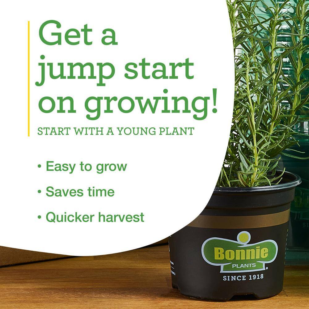 19 oz. Hot Jalapeno Pepper Plant (2-Pack) - Hercitys