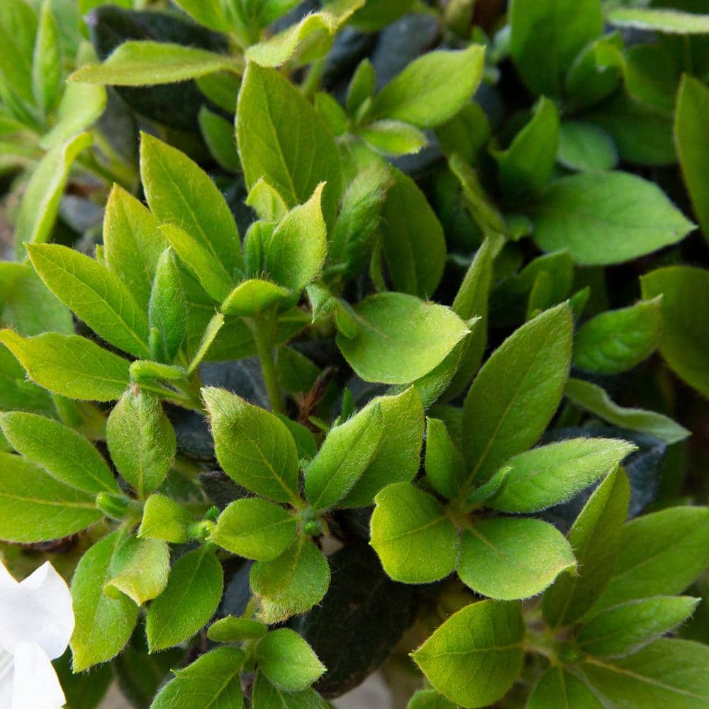 3 Gal. Autumn Lily Shrub with Brilliant White and Purple Streaking Reblooming Flowers - Hercitys