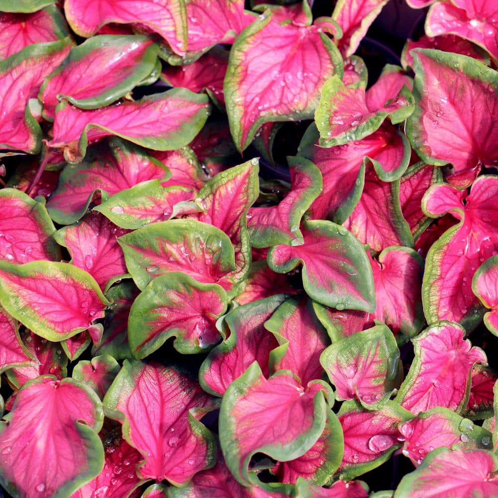 4 in. Caladium Sangria Perennial Plant (3-Pack) - Hercitys