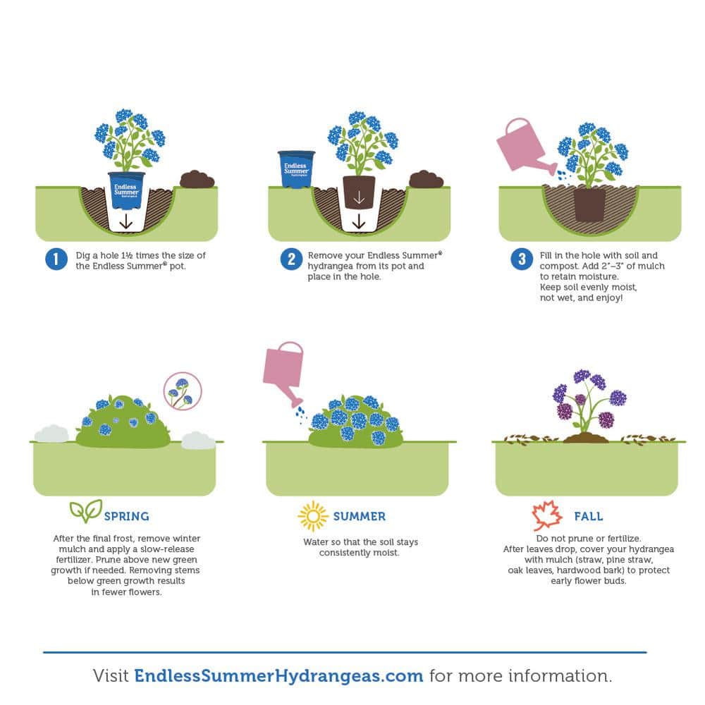 3 Gal. Summer Crush Reblooming Hydrangea Flowering Shrubs with Raspberry Red Flowers - Hercitys