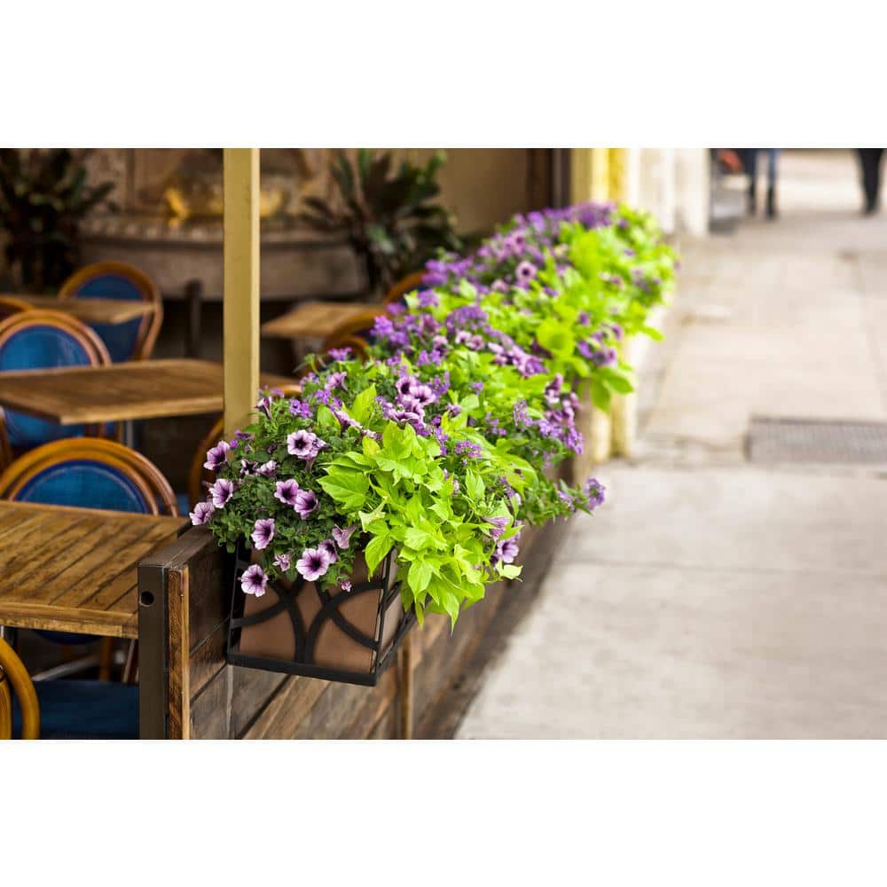 4.25 in. Eco+Grande Sweet Caroline Light Green Sweet Potato Vine (Ipomoea) Live Plant, Green Foliage (4-Pack) - Hercitys