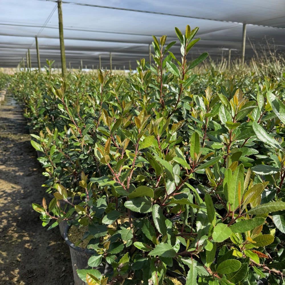 #5 Container-Toyon Heteromeles Arbutifolia Shrub Plant (2-Pack) - Hercitys