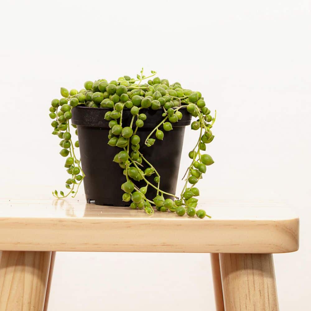 4 in. String of Pearls Senecio rowleyanus Succulent Plant in Grower Pot - Hercitys