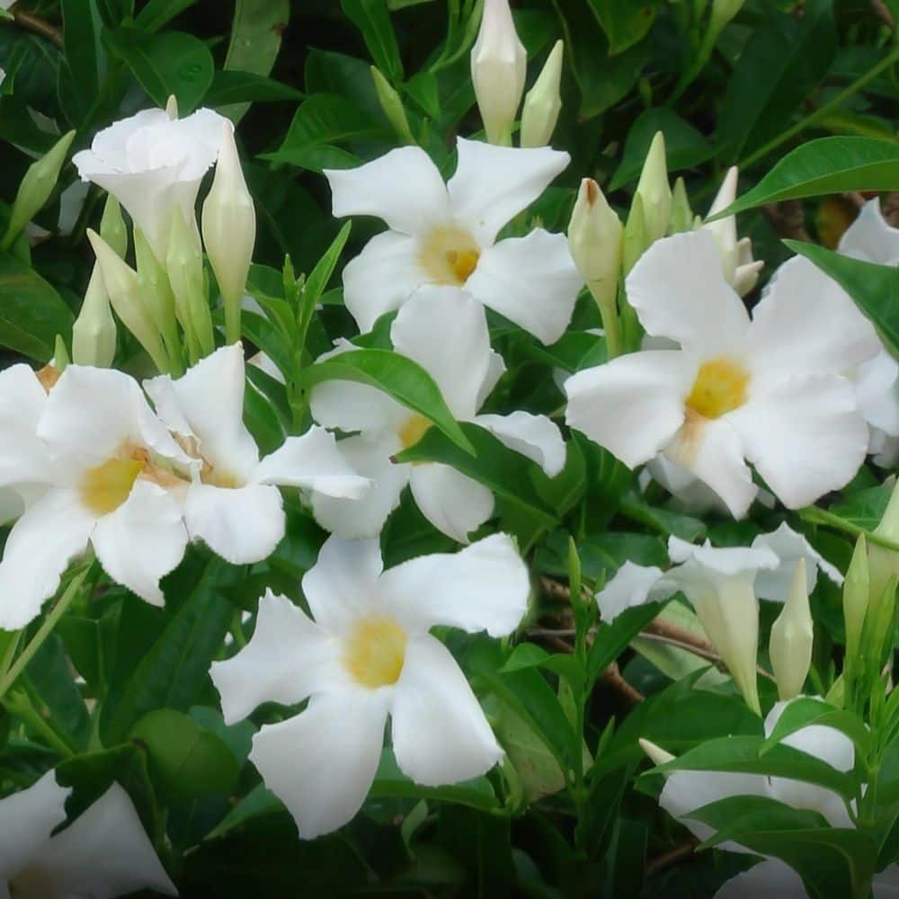 4 in. Mandevilla Plant with White Flowers (6-Pack) - Hercitys