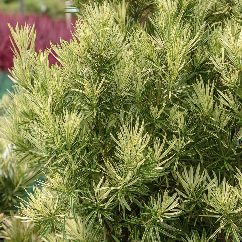 2 Gal. – Roman Candle Podocarpus Live Evergreen Shrub with Light Green/White New Foliage - Hercitys