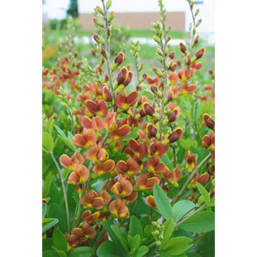 3 Gal. Cherries Jubilee Baptisia Live Perennial Plant (1-Pack) - Hercitys