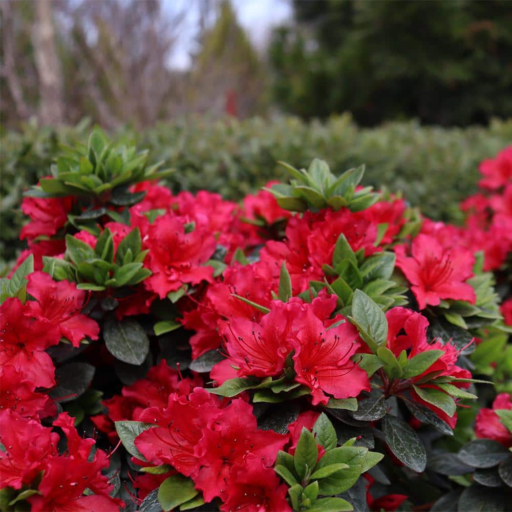 2 Gal. Perfecto Mundo Red Azalea Shrub with Red Flowers - Hercitys