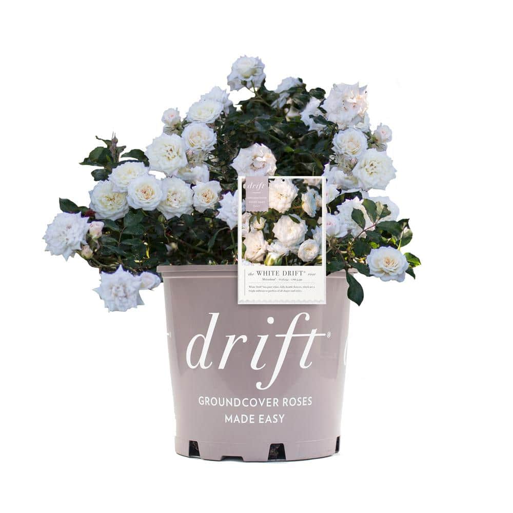 3 Gal. White Drift Rose Bush with White Flowers - Hercitys