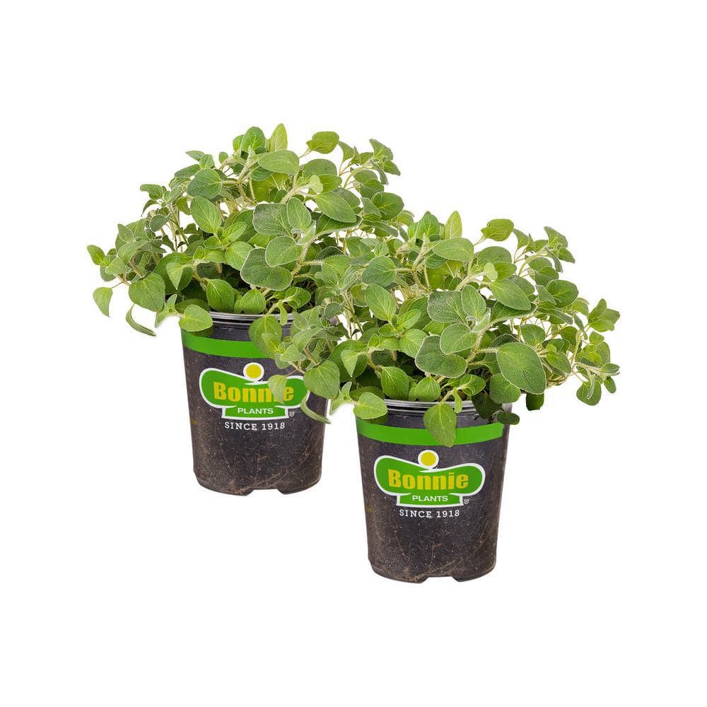 19 oz. Italian Oregano Herb Plant (2-Pack) - Hercitys