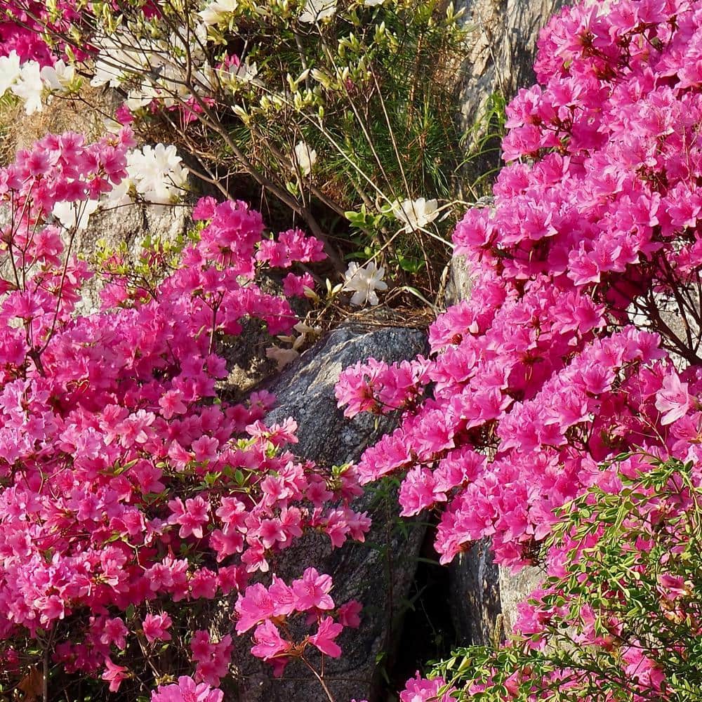 2.25 Gal. Pride of Mobile Azalea – (1-Piece) - Hercitys