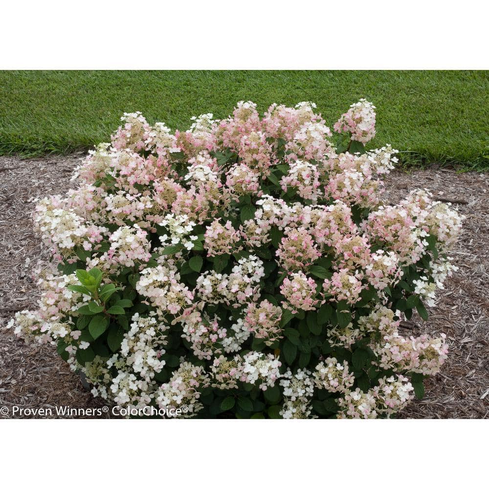 1 Gal. Little Quick Fire Hardy Hydrangea (Paniculata) Live Shrub, White to Pink Flowers - Hercitys